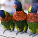 Sunset Lorikeet - Photo (c) Vincent Liu, some rights reserved (CC BY)