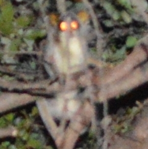 Grey Slender Loris