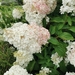 Panicle Hydrangea - Photo (c) Tomas Karban, all rights reserved, uploaded by Tomas Karban
