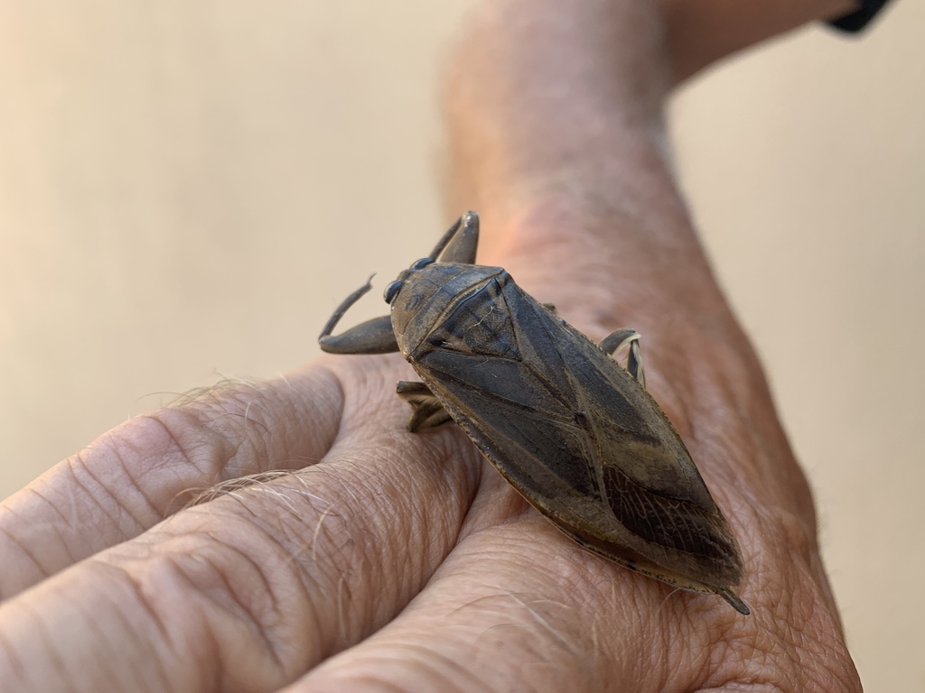 Uhler's Giant Water Bug from Debidue Island, Myrtle Beach, SC, US on