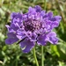 Shining Scabious - Photo (c) Ivano Marques, all rights reserved, uploaded by Ivano Marques