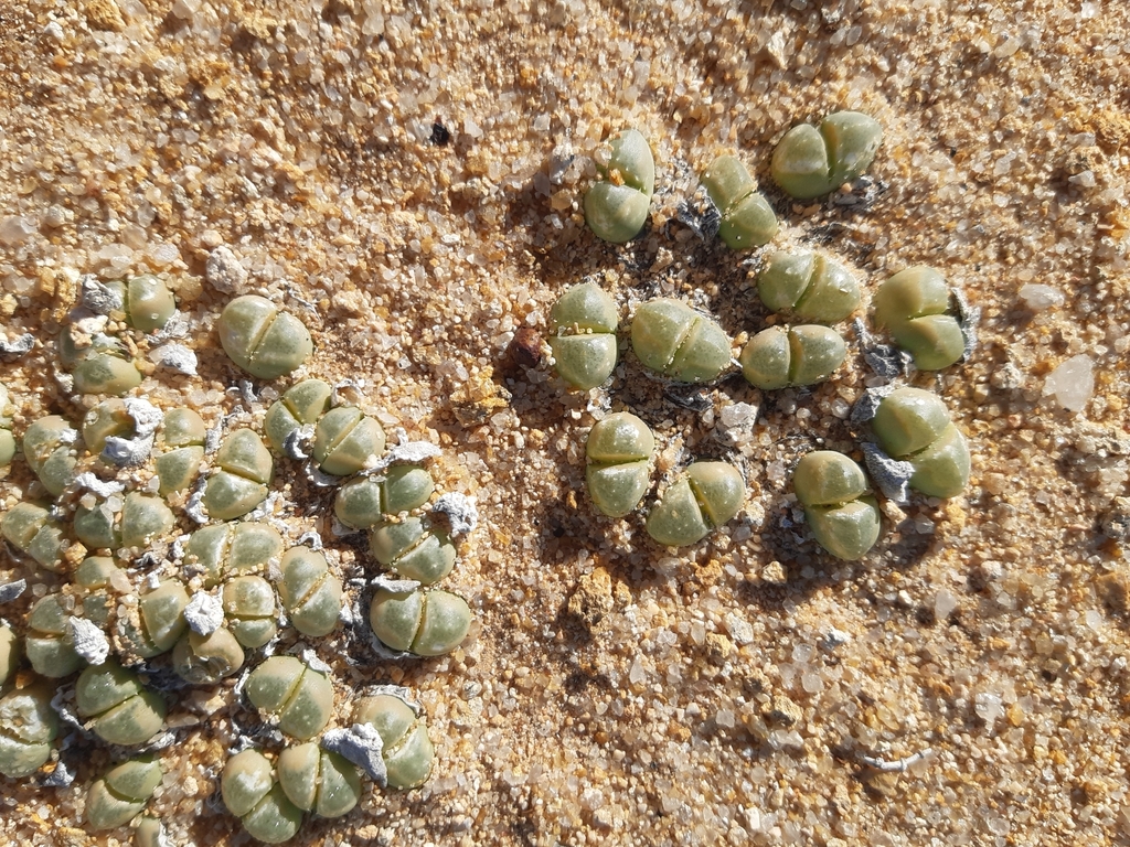 Vanheerdea primosii