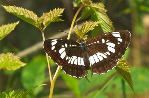 Hungarian Glider