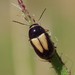 Cryptocephalus connexus - Photo (c) Andrea Maurici, todos los derechos reservados, subido por Andrea Maurici