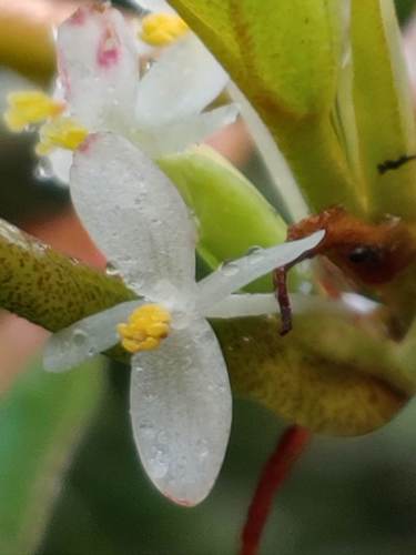 Begonia ebolowensis
