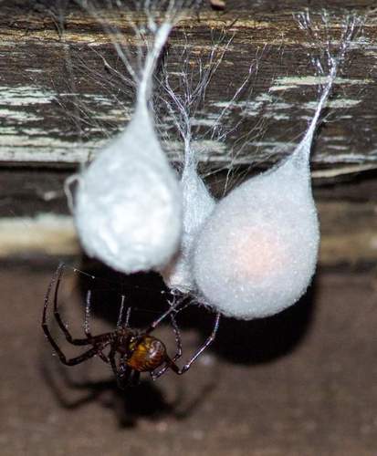 European cave spider