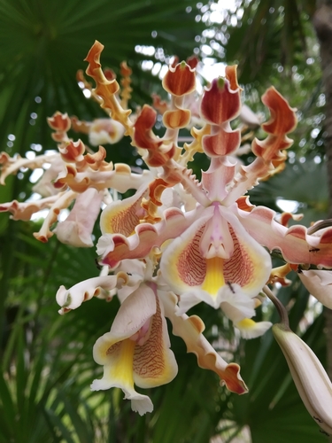 Christina’s Ant-loving Orchid