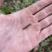 photo of Striped Garden Caterpillar Moth (Trichordestra legitima)