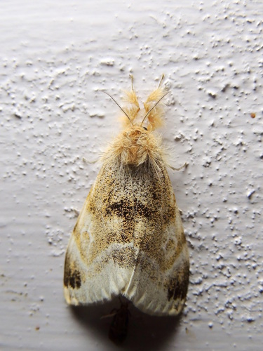 Genus Pida · iNaturalist