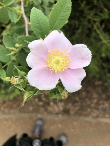 iNaturalist observation photo of California Wild Rose