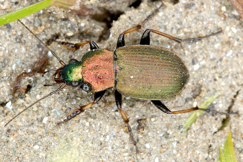 Chlaenius tibialis · iNaturalist