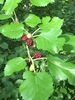 Tartarian Mulberry - Photo (c) Burntsmurff, all rights reserved, uploaded by Burntsmurff