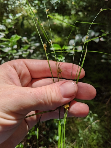 slender-fruit beaksedge (Rhynchospora leptocarpa)