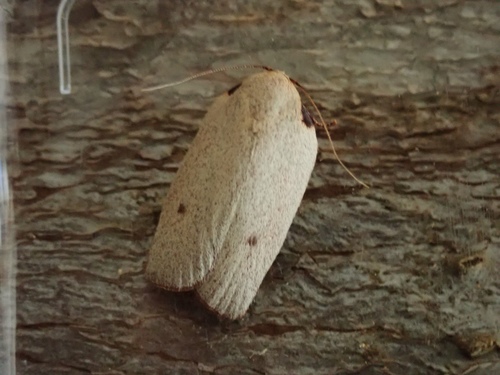 Uzucha borealis