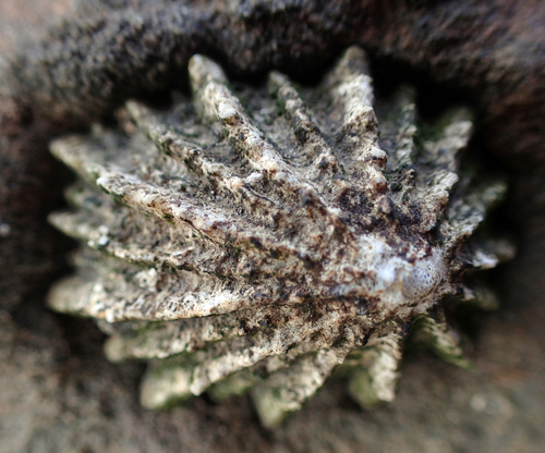 Rough Limpet