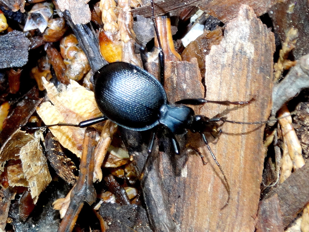 Potbellied Snaileating Beetle from San Diego County, CA, USA on May 13, 2017 at 1047 AM by