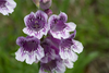 Cobaea Beardtongue - Photo (c) Eric Hunt, all rights reserved
