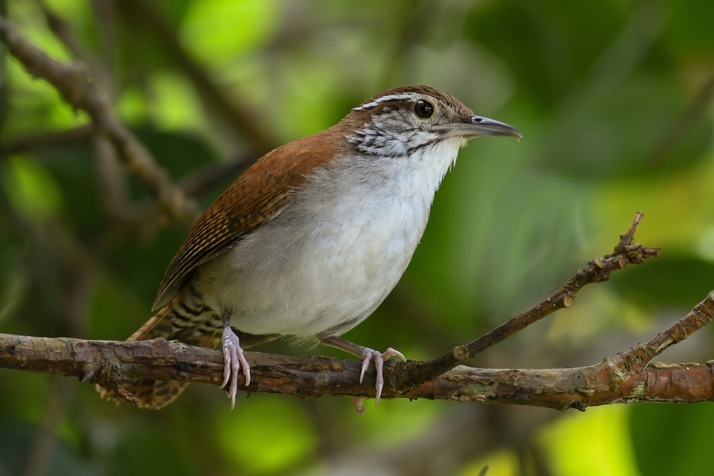 Rufous-and-white Wren (Thryophilus rufalbus) photo