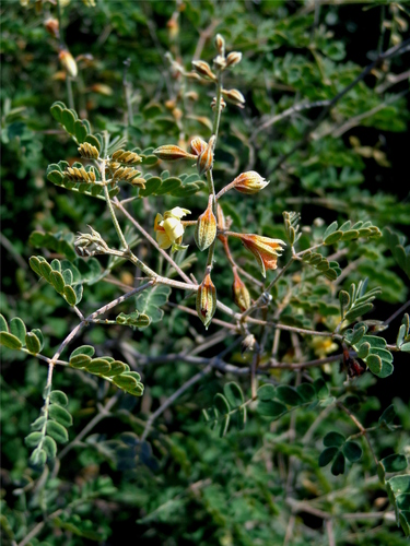 Caesalpinia wootonii (Britton) Eifert ex Isely