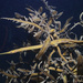Long-snouted Pipefish - Photo (c) Albeer, all rights reserved, uploaded by Albeer