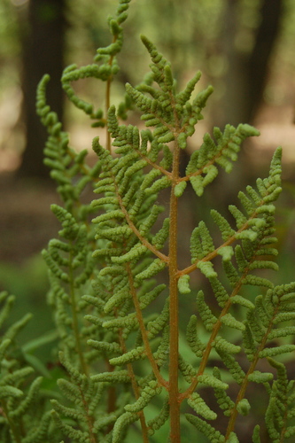 European royal fern