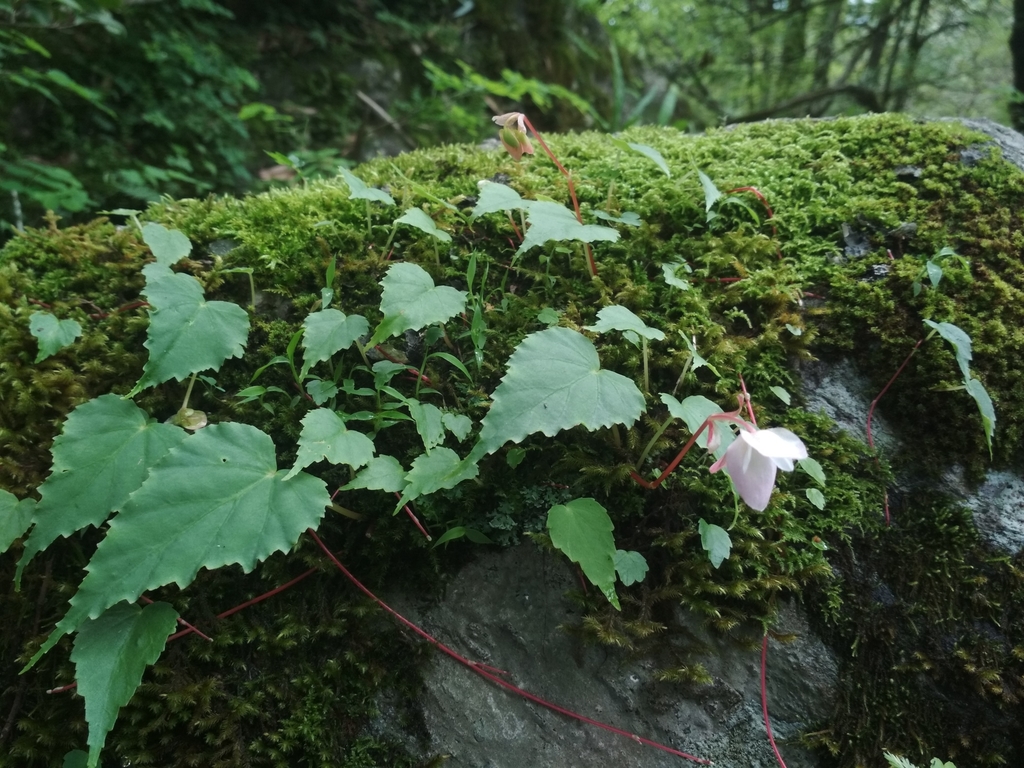 Begonia dioica · iNaturalist