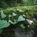 Begonia dioica - Photo 由 trilok singh rana 所上傳的 (c) trilok singh rana，保留所有權利