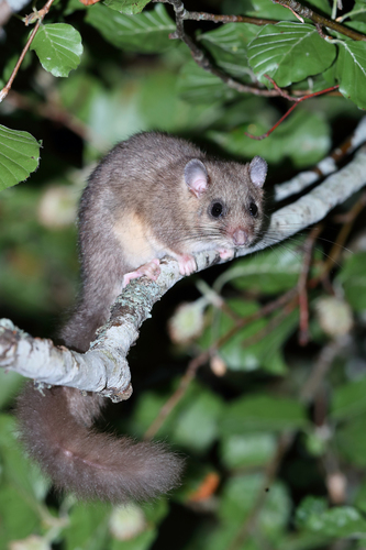 European Fat Dormouse