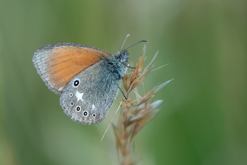 Coenonympha glycerion