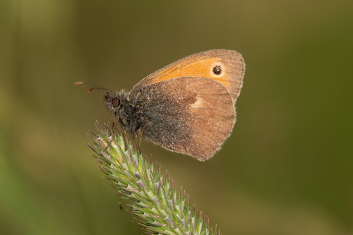 Coenonympha pamphilus