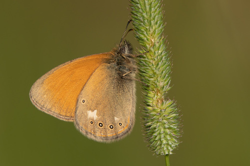 Coenonympha glycerion