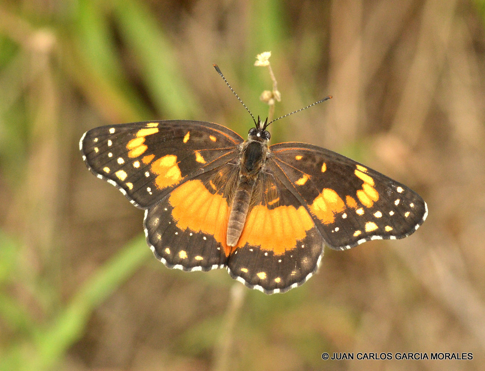 Bordered patch butterfly