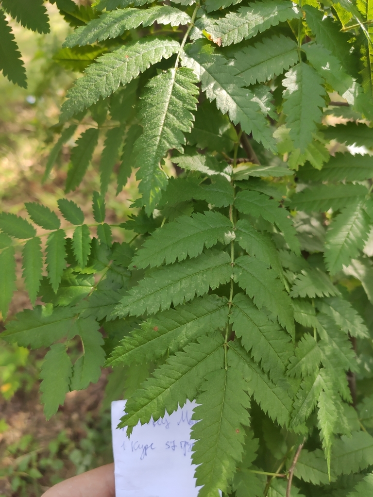 European Mountain Ash From On July   Large 