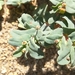 Euphorbia peplis - Photo (c) Andrea Capuano, todos los derechos reservados, uploaded by Andrea Capuano