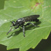 Laphria sicula - Photo (c) Randy Emmitt, all rights reserved