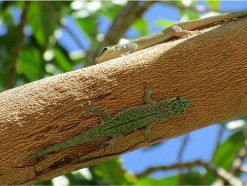 Abbott's Day Gecko