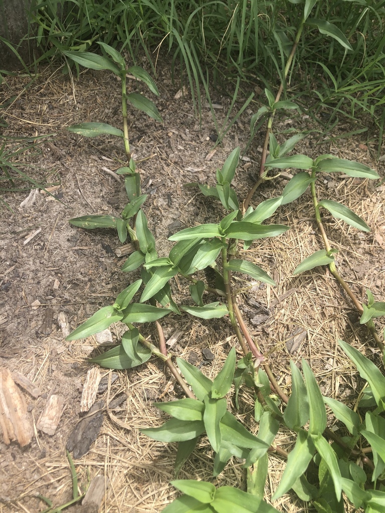 Hierba del Pollo (Commelina diffusa) · NaturaLista Mexico