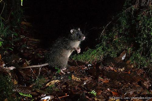 Mountain Giant Rat (Sundamys infraluteus) — Least Concern Mammalia