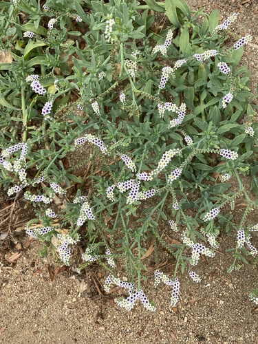 iNaturalist observation photo of alkali heliotrope