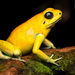 Phyllobates - Photo (c) Andrés Mauricio Forero Cano, all rights reserved