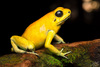 Golden Poison Dart Frog - Photo (c) Andrés Mauricio Forero Cano, all rights reserved, uploaded by Andrés Mauricio Forero Cano