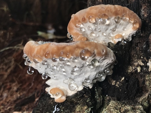 green cheese polypore
