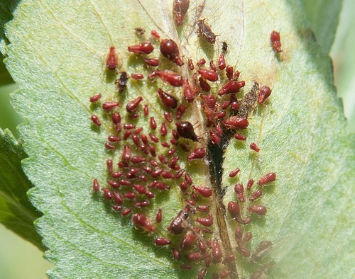 Crimson Tansy Aphid (uroleucon Tanaceti) · Inaturalist