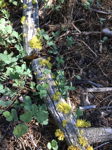iNaturalist observation photo of wolf lichen