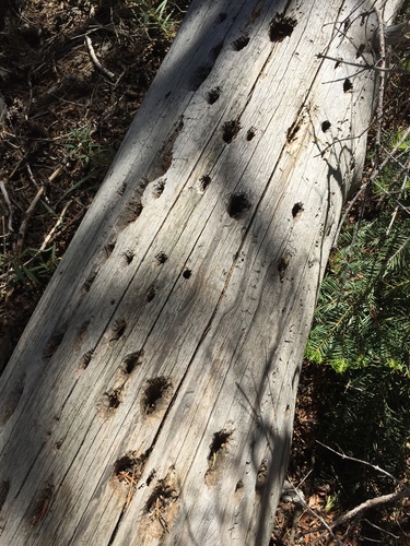 iNaturalist observation photo of Woodpeckers