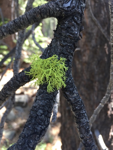 iNaturalist observation photo of wolf lichen