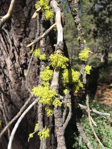 iNaturalist observation photo of wolf lichen