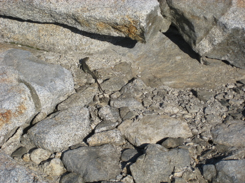 iNaturalist observation photo of Sierra Alligator Lizard