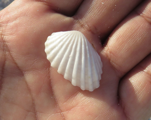 Broad-ribbed Cardita