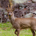 Western Roe Deer - Photo (c) menzorug, all rights reserved, uploaded by menzorug